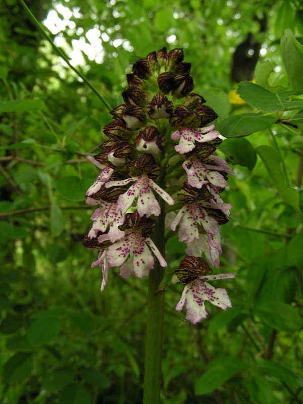 orchidee a bologna